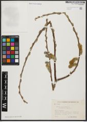 Foto von Salix aegyptiaca L.